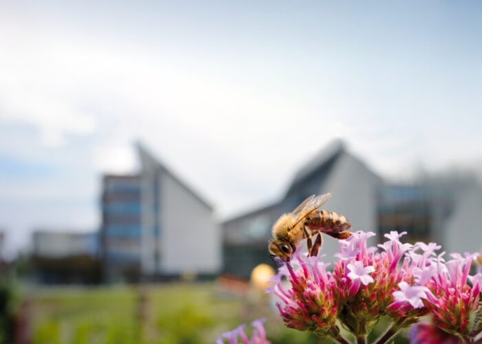 Bee-friendly cities.  Urban ecosystems and the indispensable biodiversity