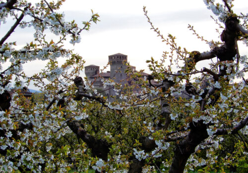 La fioritura dei ciliegi dal Giappone all’Italia
