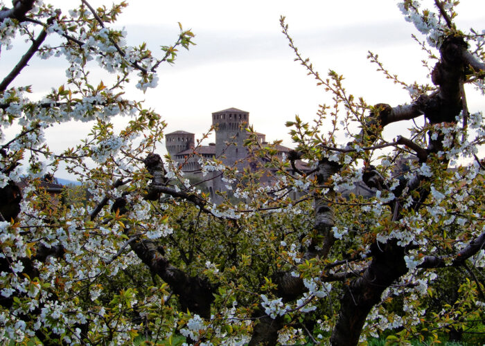 La fioritura dei ciliegi dal Giappone all’Italia